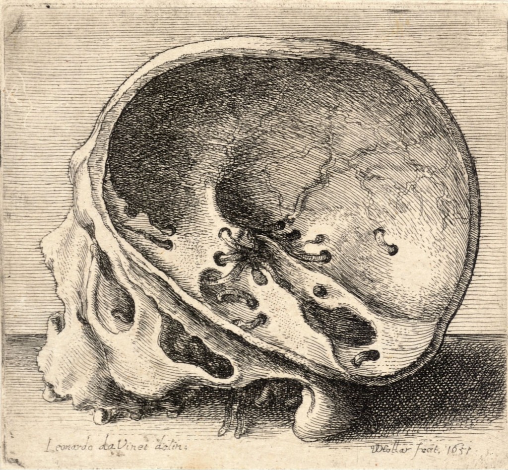 Skull with Top Removed by Leonardo DaVinci