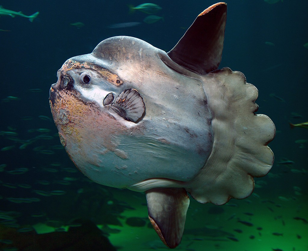 the sunfish, around whom / jellyfish revolve like planets